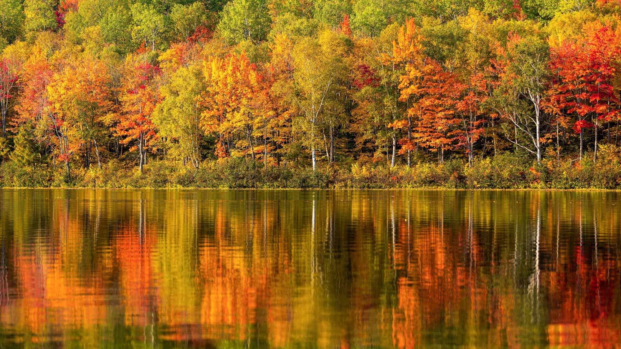 Vibrant red, orange, and yellow autumn trees are reflected in the still water of a lakeshore.