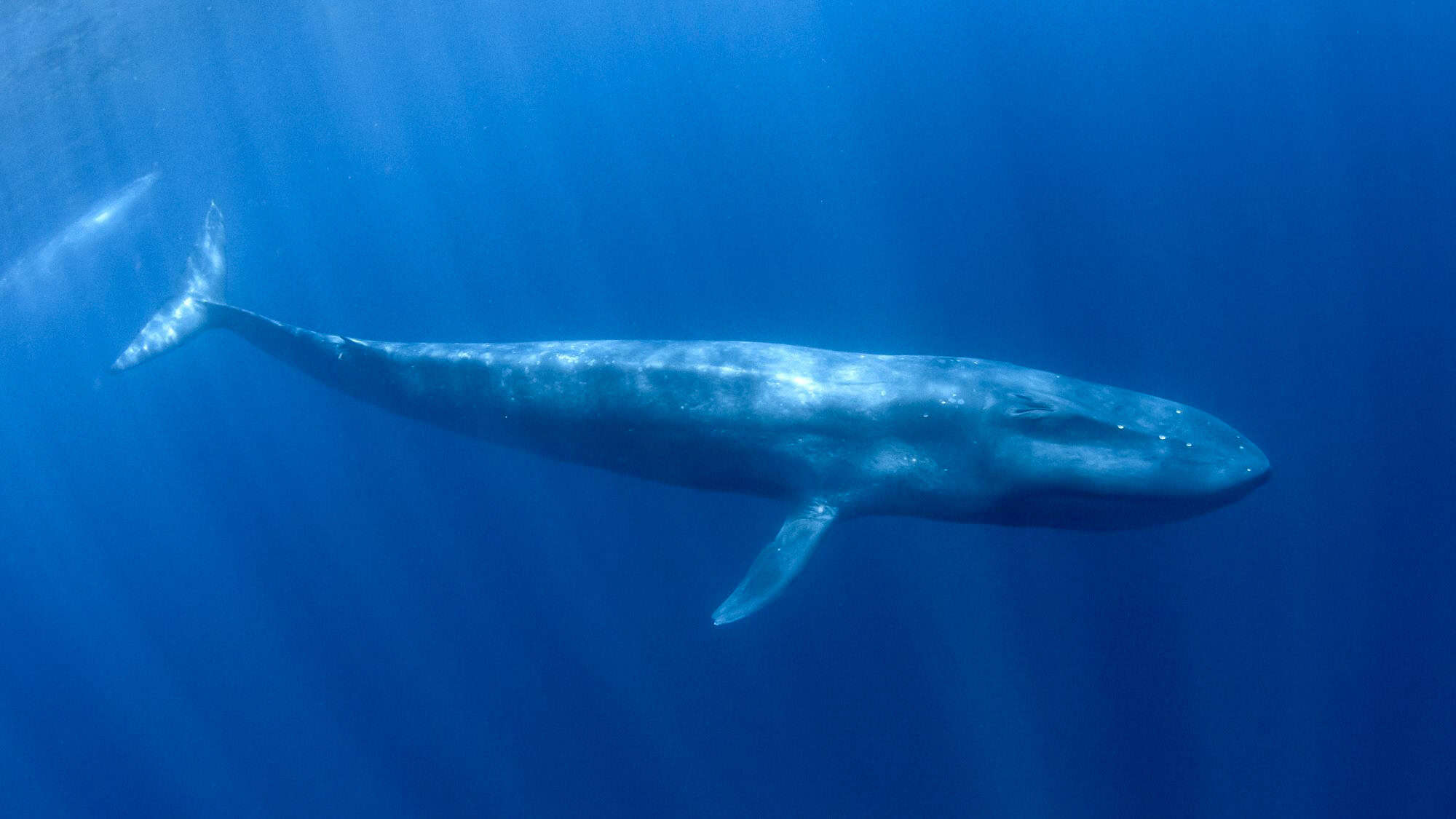A full side view of a blue whale shows its immense length and slender shape as it moves gracefully through the clear blue water.