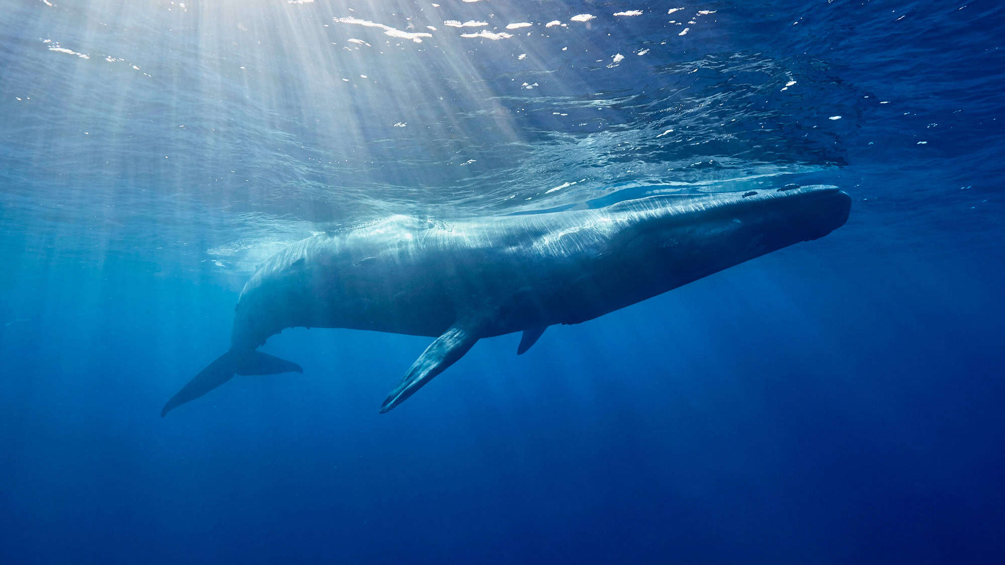 Sunlight filters through the water, illuminating the back of a blue whale swimming just below the surface of the ocean.