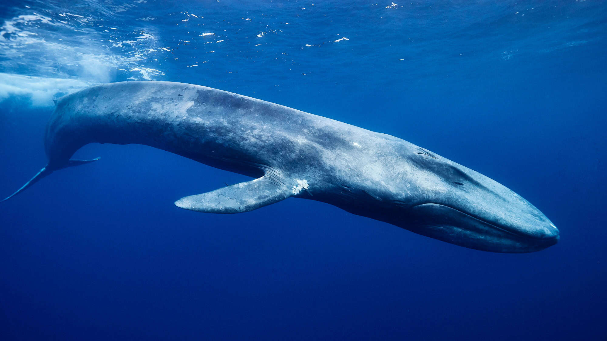 A massive blue whale glides through the deep blue sea, its streamlined body and mottled gray-blue skin visible just beneath the surface.