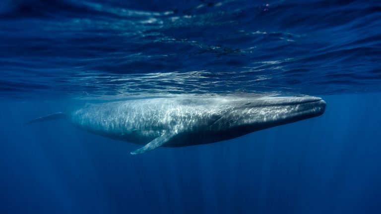 A blue whale swims close to the ocean’s surface, with light ripples reflecting across its head and back.