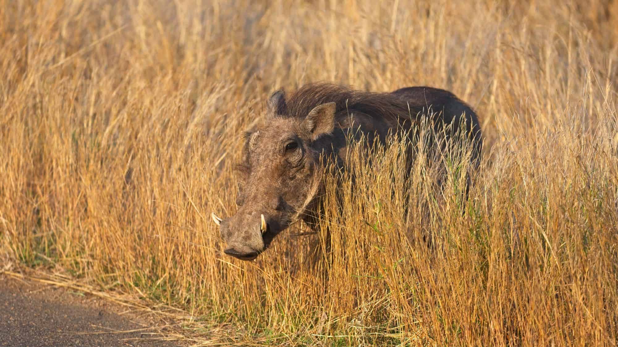 A warthog peers out from golden-brown grass, its tusks and bristled mane clearly visible in the sunlight.