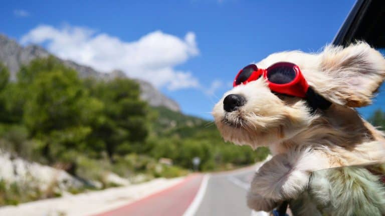 A dog wearing googles with his head out the car window on a sunny day