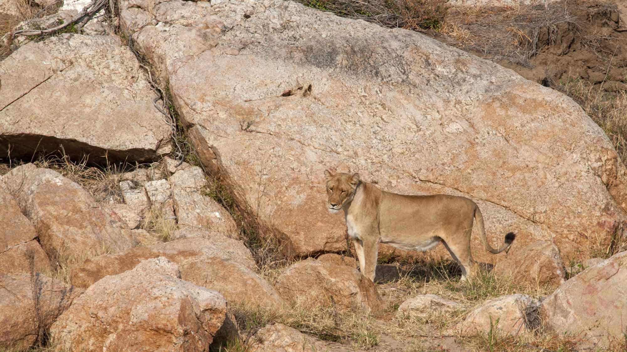 A lioness stands alert among large boulders, blending into the rocky landscape.