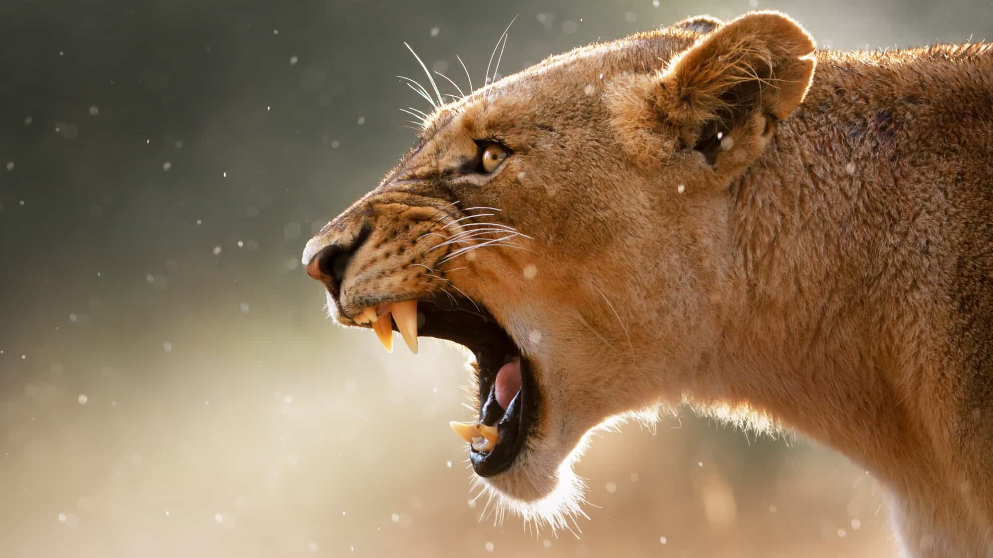 A close-up of a lioness with mouth wide open, baring sharp teeth as she snarls.