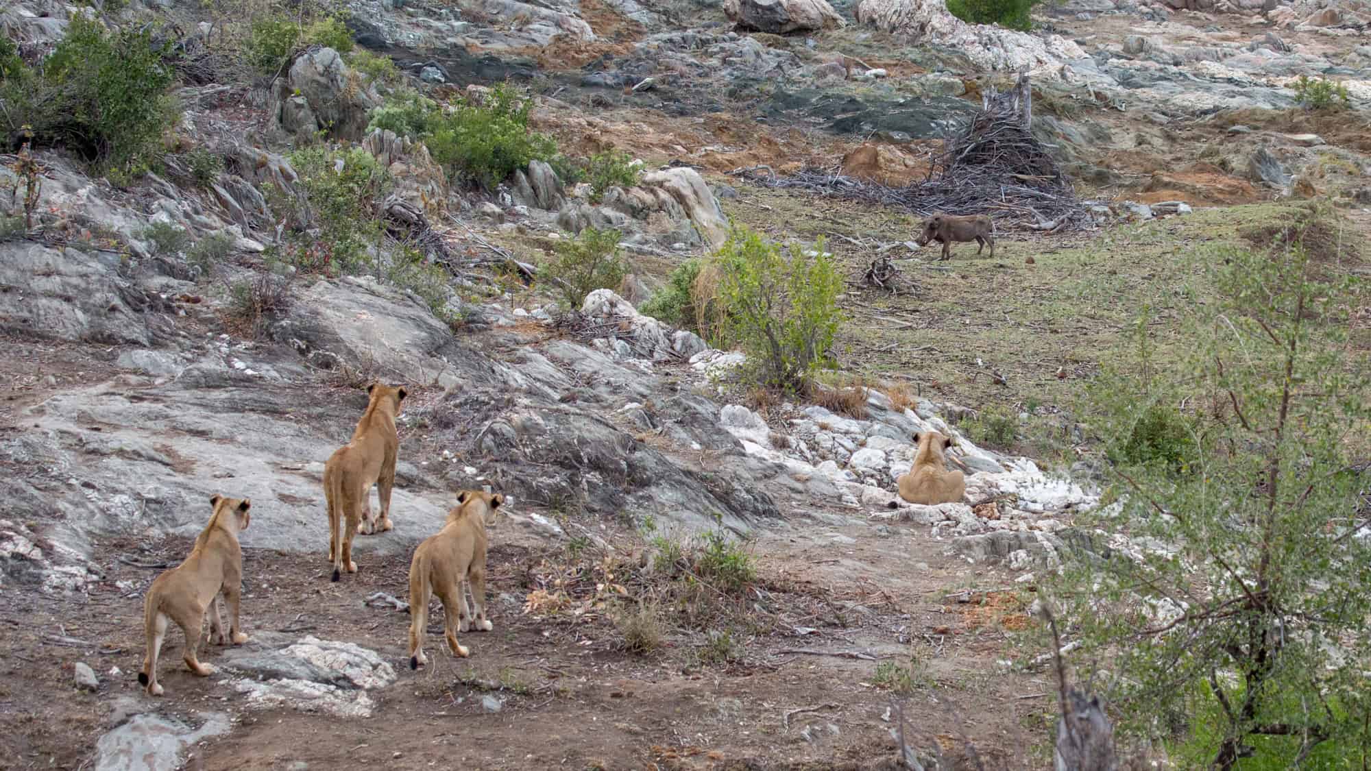 A group of lionesses watch a warthog across rocky, open ground.