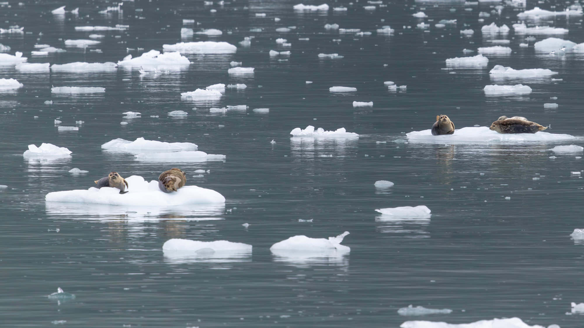 Several harbor seals lounge on small ice floes drifting in a cold, iceberg-dotted bay in Kenai Fjords National Park.