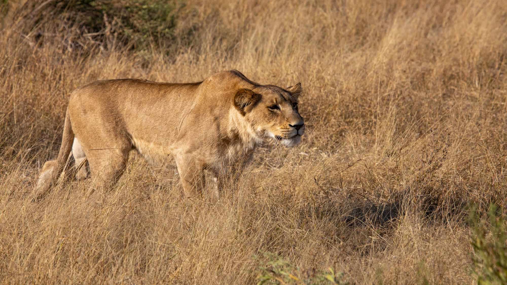 A lioness walks through tall, dry golden grass, focused on something in the distance with haunched shoulders. 