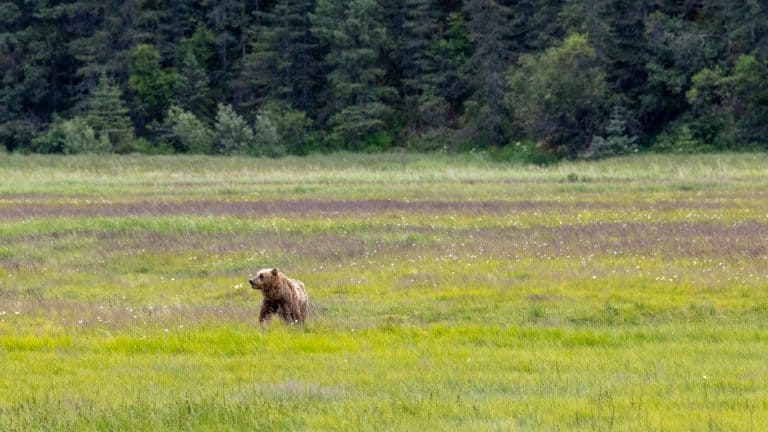 A lone brown bear walks through a wide expanse of green and purple wildflower-dotted meadow near a forest’s edge.