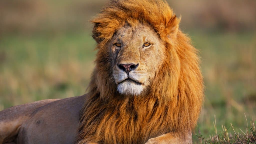 A male lion with a striking golden mane stares forward with an intense, regal expression.