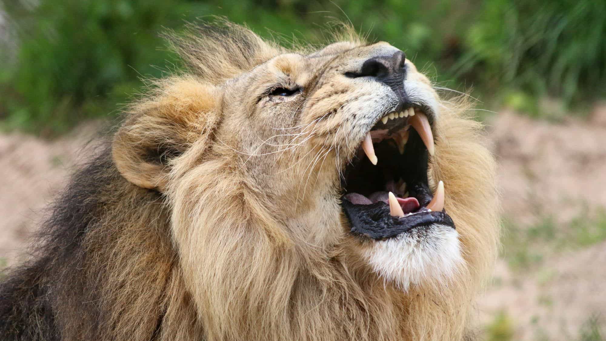 A male lion throws its head back and opens its mouth wide, showing sharp teeth in a powerful roar.