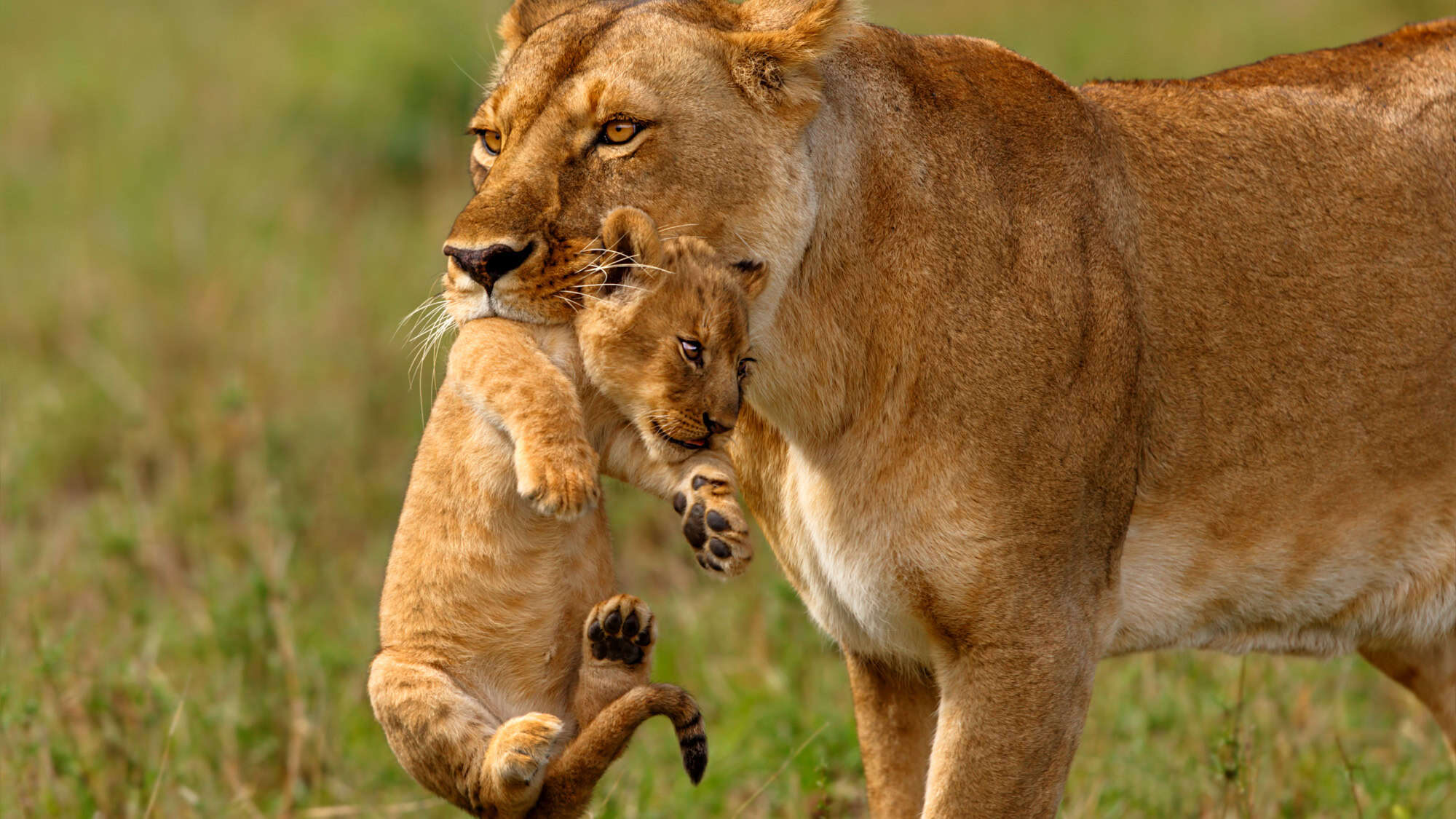 A lioness gently carries her small cub in her mouth through grassy terrain.