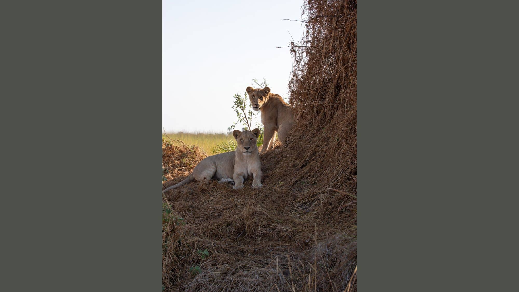 Two lionesses relax on a slope of dry grass, one sitting up alert while the other lies down.