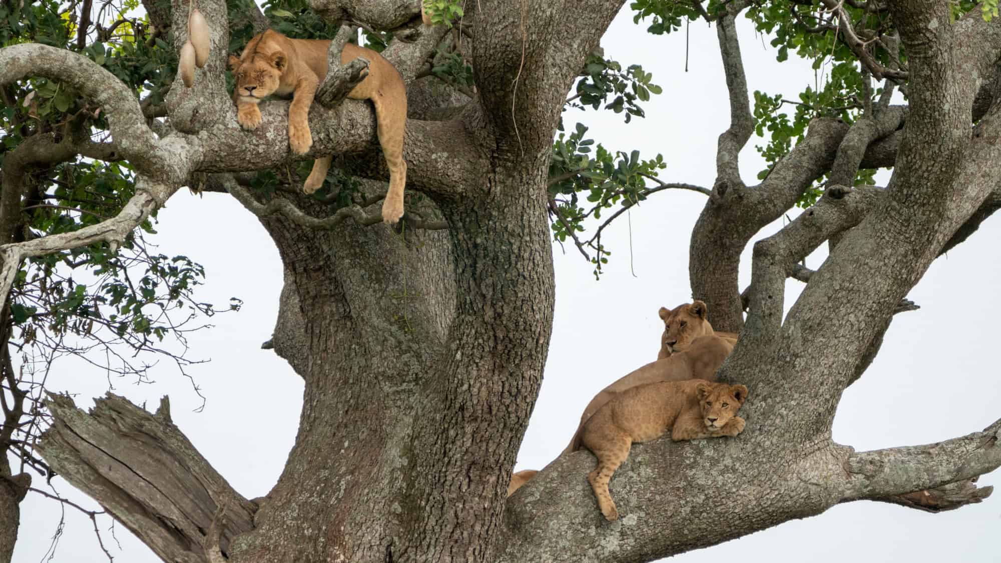 Three lions lounge across the thick branches of a large tree, resting high above the ground.