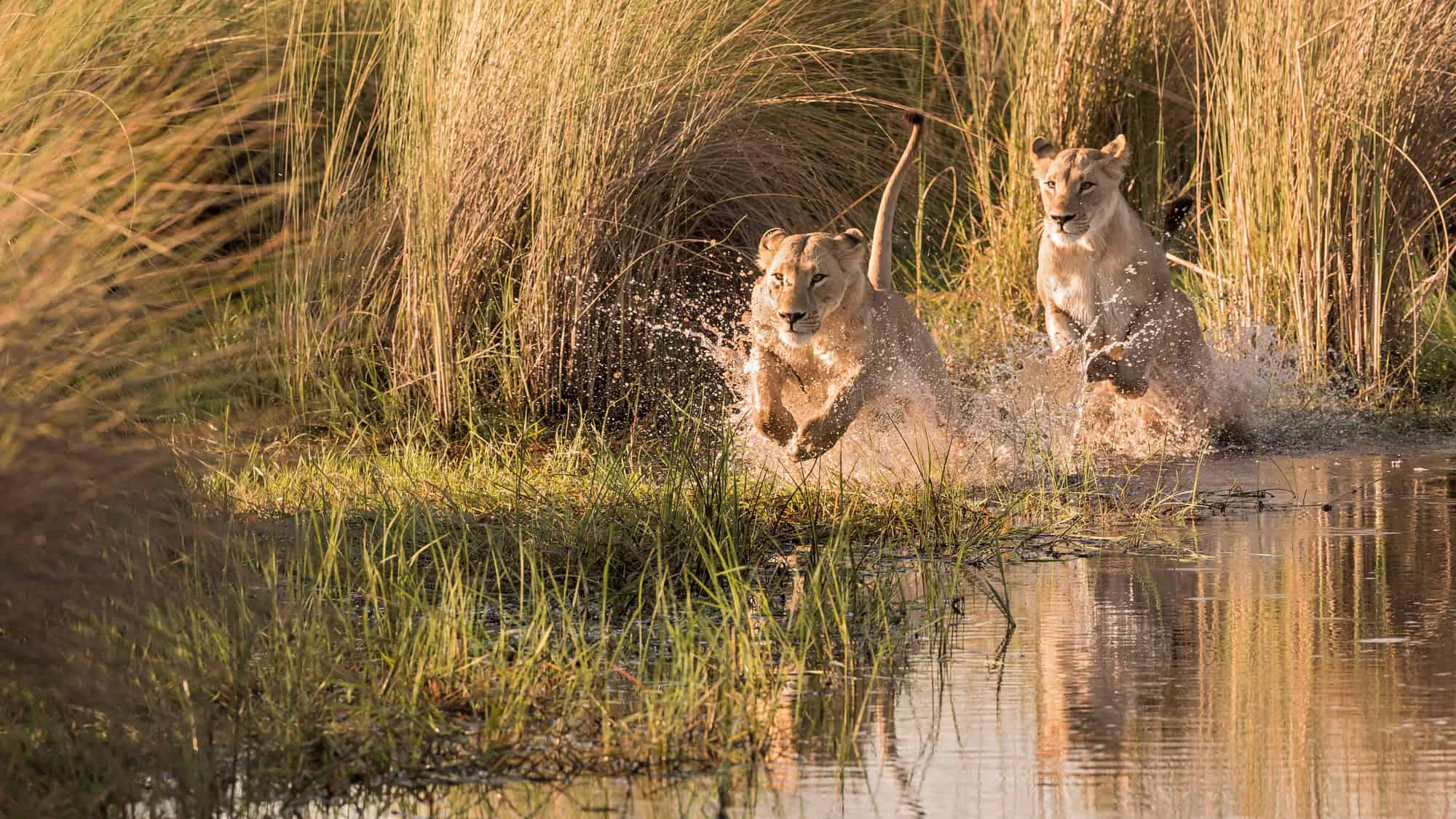 Two lionesses charge through shallow water, splashing as they sprint between tall grasses.
