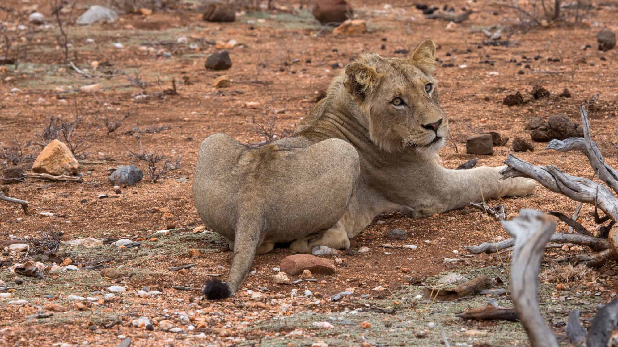 A lion lies on reddish ground among scattered rocks and dry branches, gazing over its shoulder.