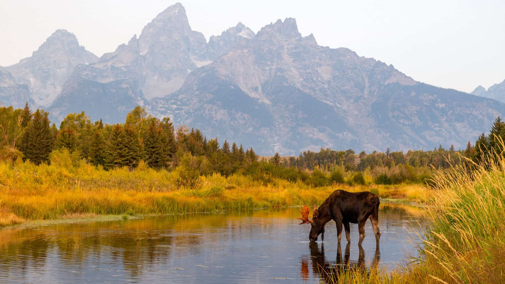 A bull moose drinks from a calm river framed by golden grasses, with the rugged Teton Range rising dramatically behind.