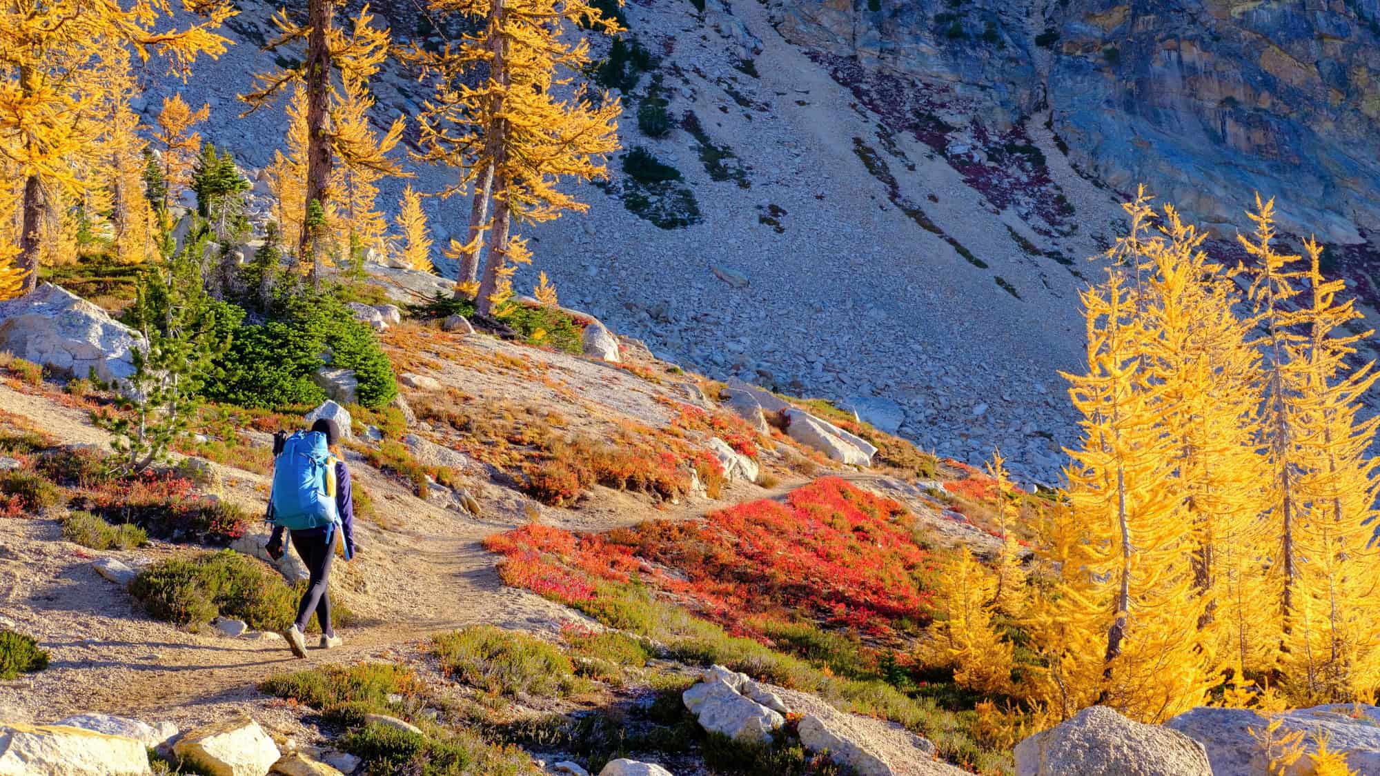 A backpacker follows a rocky trail past golden larch trees and bright red alpine vegetation in crisp autumn light.