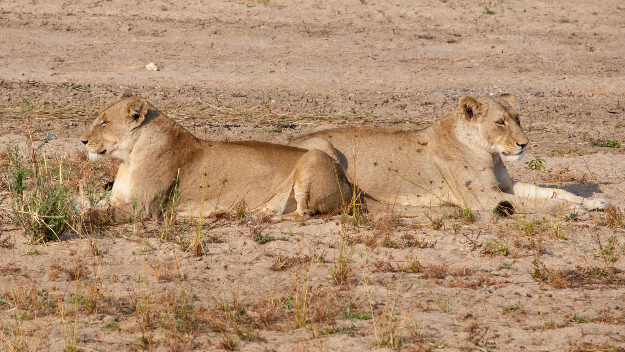 Two lionesses lie side by side on sandy ground, facing opposite directions as they rest.