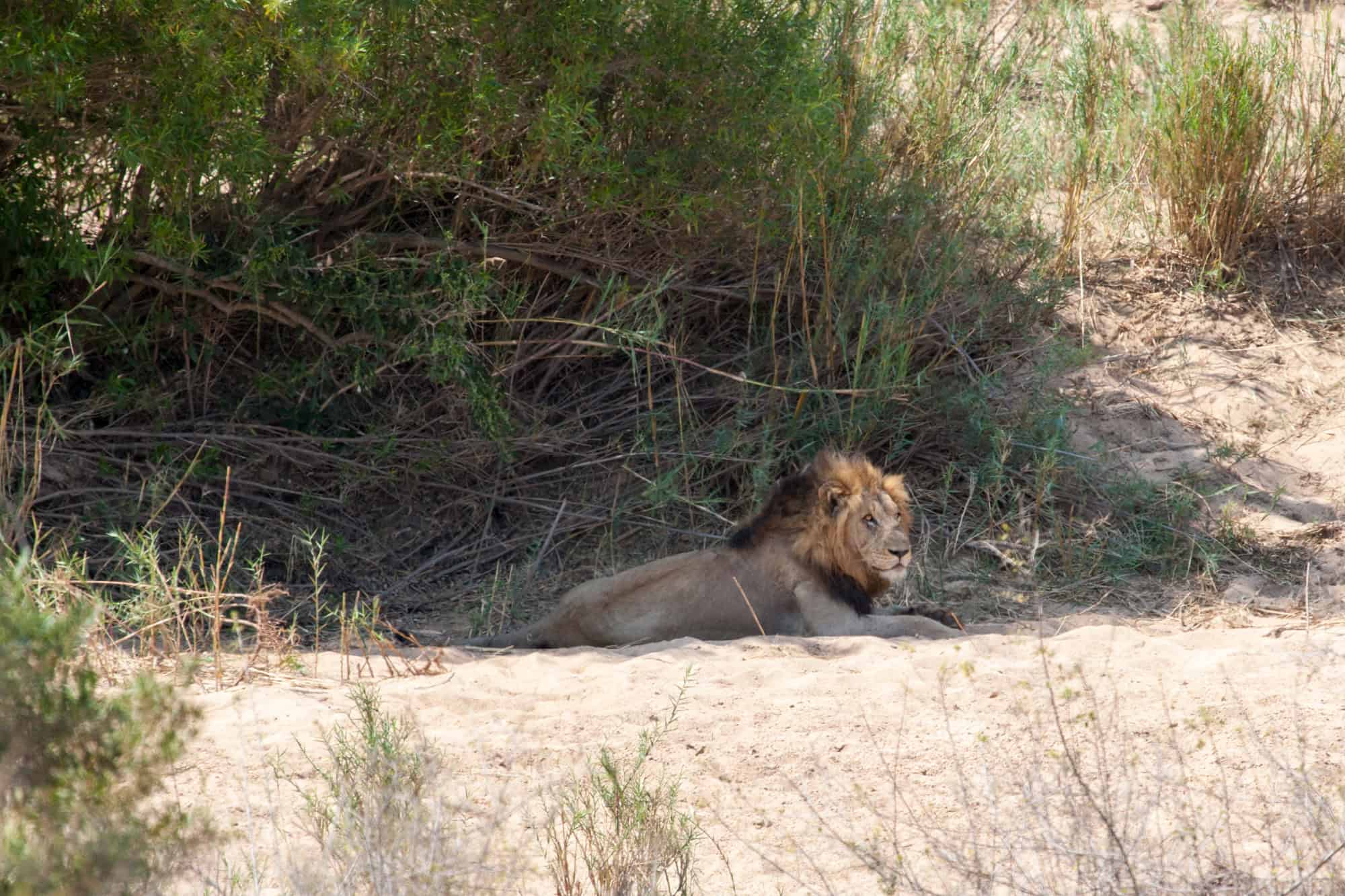 A lone male lion rests in sandy soil near thick brush, keeping cool in the shade.