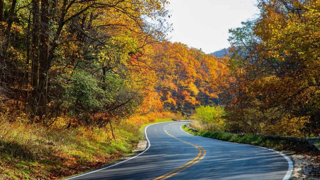 A winding road curves through dense autumn forest with brilliant foliage in hues of orange, red, and yellow.