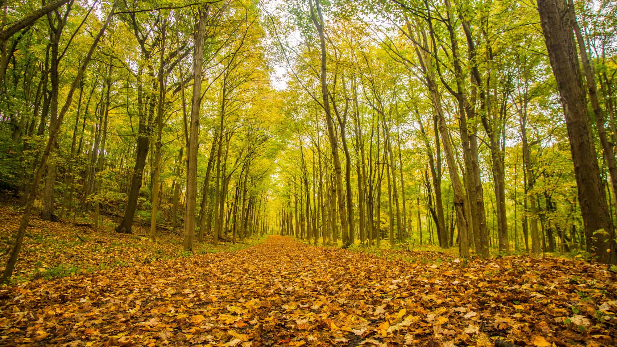 Massive mossy boulders are scattered beneath a canopy of golden autumn leaves glowing in soft sunlight.