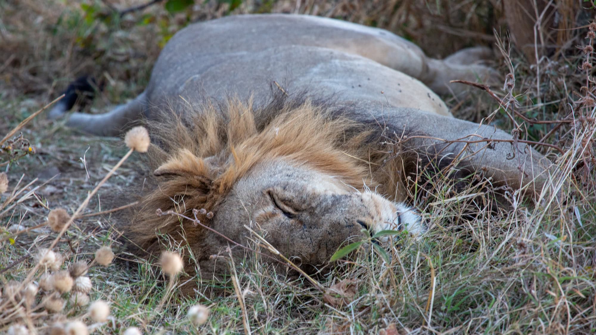 A male lion with a full mane sleeps on the ground among dry grass and plants.