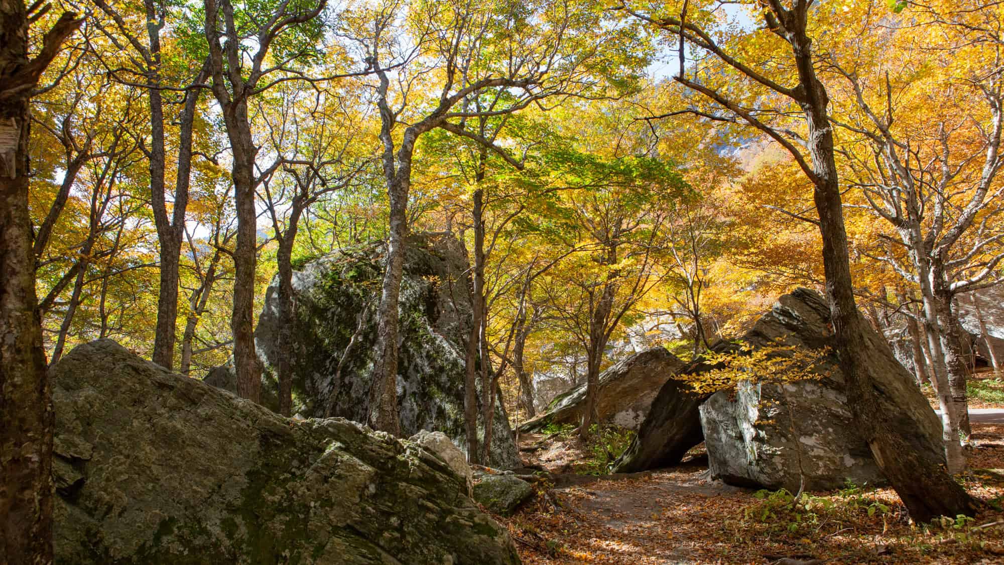 Massive mossy boulders are scattered beneath a canopy of golden autumn leaves glowing in soft sunlight.