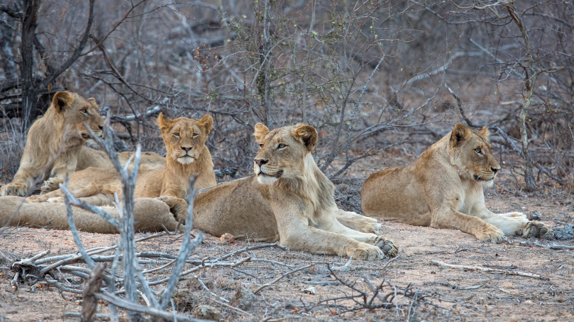 Several lionesses and younger lions lie together in dry brush, appearing relaxed but watchful.