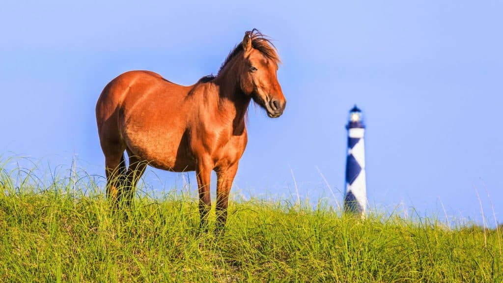 A chestnut-colored wild horse stands in tall grass with a black-and-white diamond-pattern lighthouse blurred in the background.