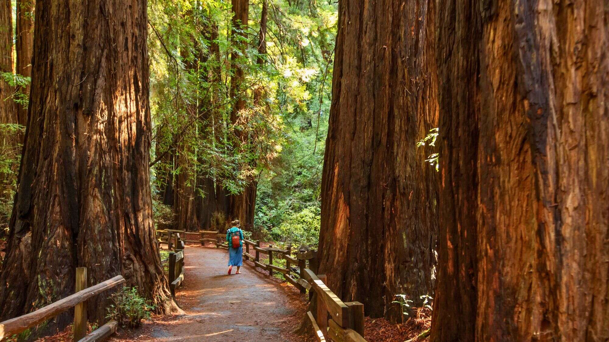 A visitor strolls along a fenced dirt trail surrounded by massive redwood trees in a shaded forest.