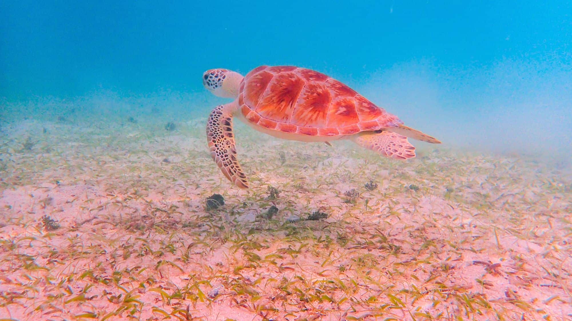 A sea turtle with an orange-patterned shell glides gracefully over a seagrass-covered ocean floor.