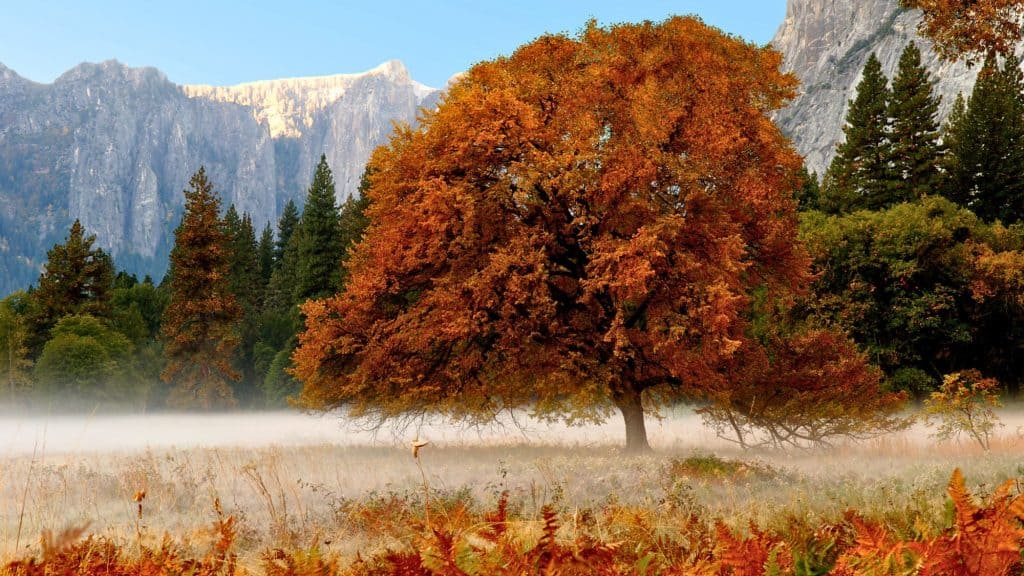 A large tree with orange fall leaves stands in a misty meadow, framed by golden ferns and tall evergreens beneath distant rocky cliffs.