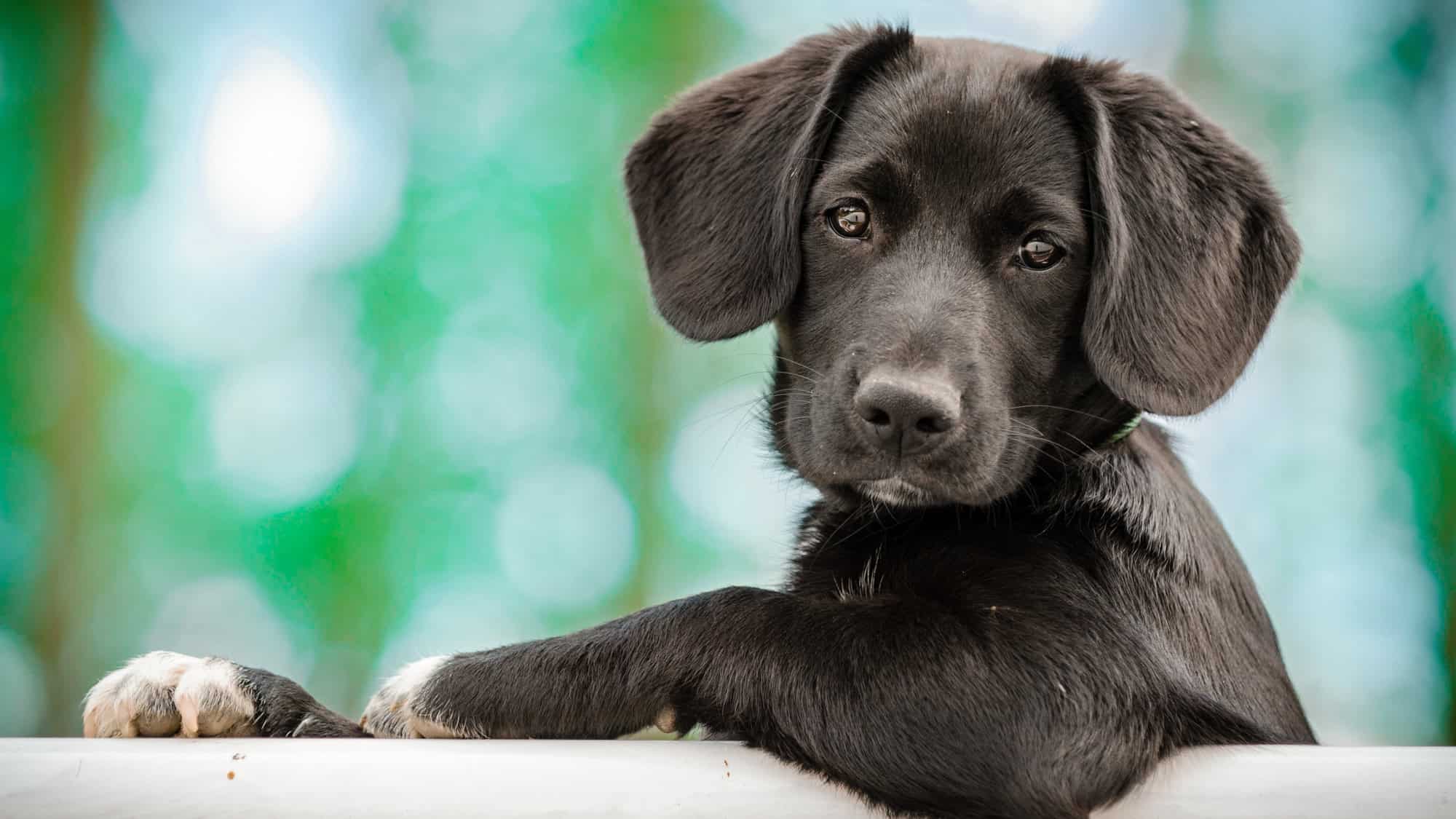 A black puppy with floppy ears and white-tipped paws rests its front legs on a white fence, gazing softly at the camera.