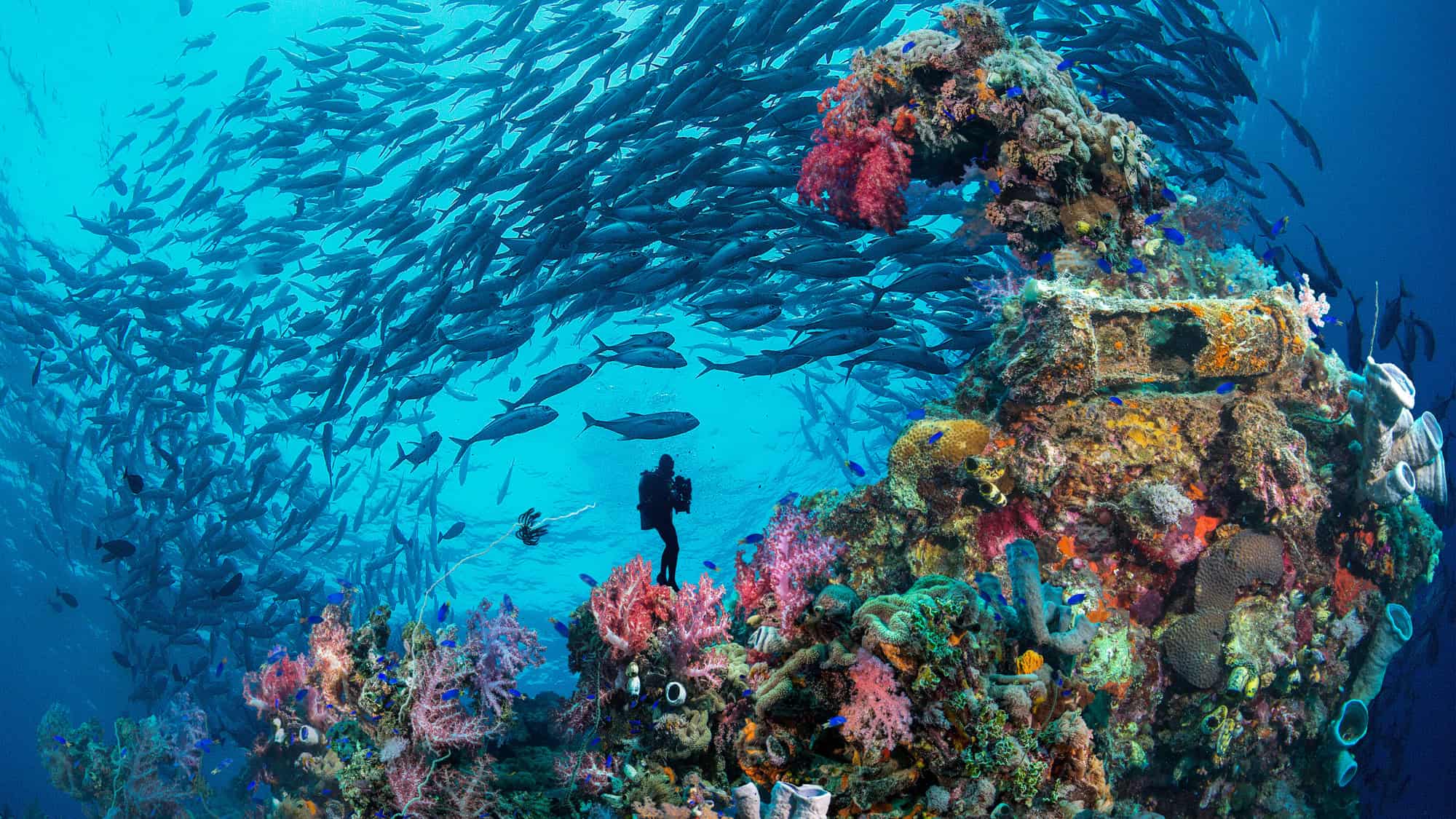 A scuba diver explores a vibrant coral reef teeming with colorful marine life as a massive school of fish swims overhead.