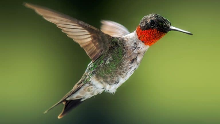 A close-up of a ruby-throated hummingbird mid-flight shows its iridescent feathers glowing against a soft green backdrop.