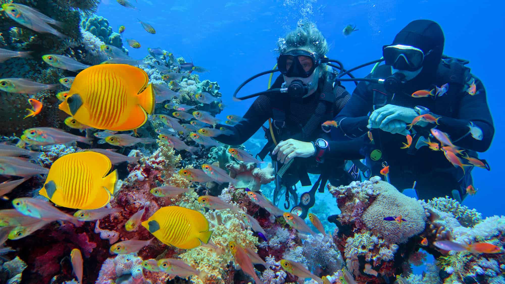 Two scuba divers explore a colorful coral reef surrounded by vibrant yellow and orange tropical fish.