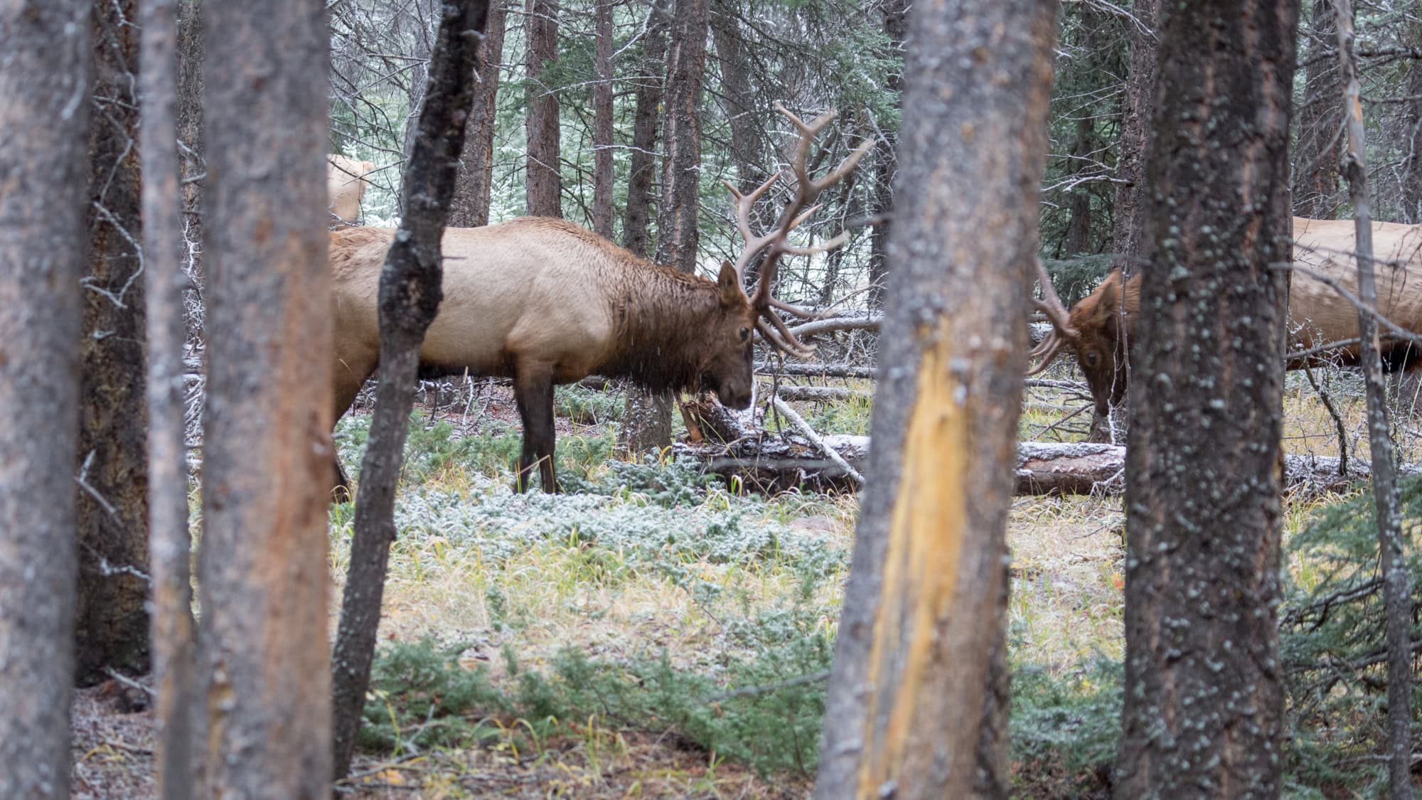 Two bull elk with tangled antlers forage on the forest floor among tall, narrow trees dusted with fresh snow.