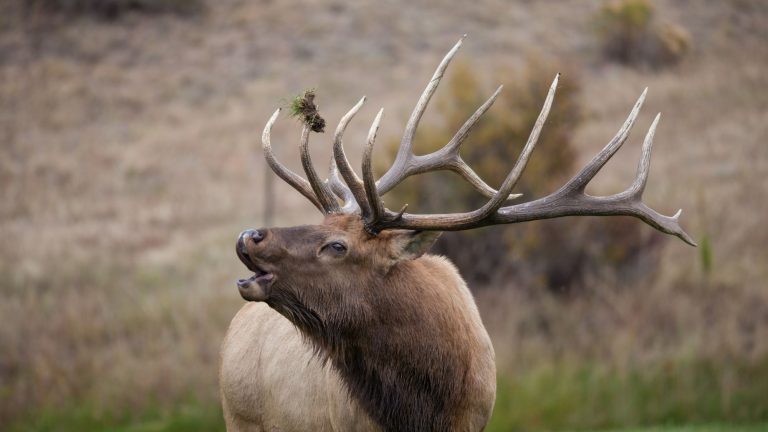 A bull elk tilts its head back with mouth open, grass tangled in its antlers.