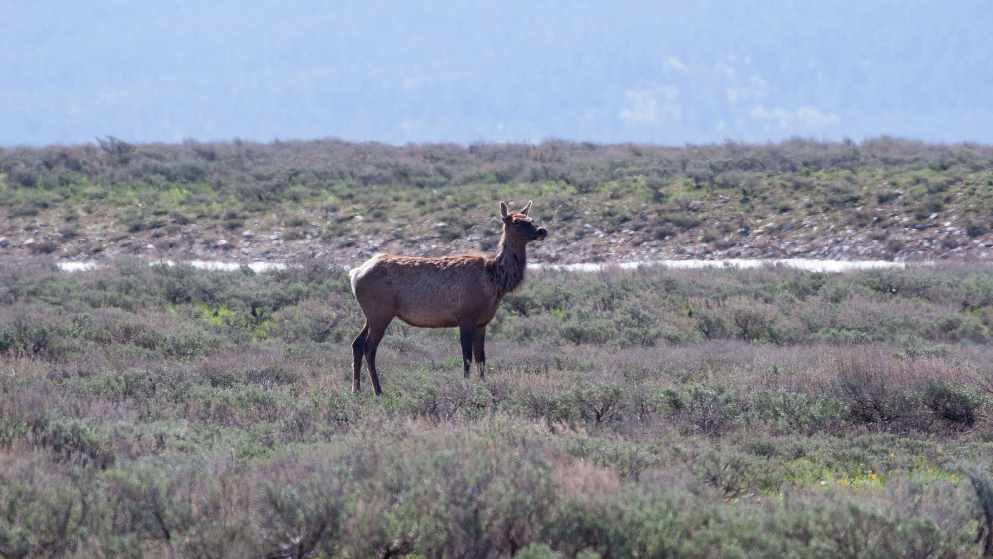 A lone elk stands alert in a wide, open sagebrush plain under a hazy blue sky, blending into the muted tones of the surrounding landscape.