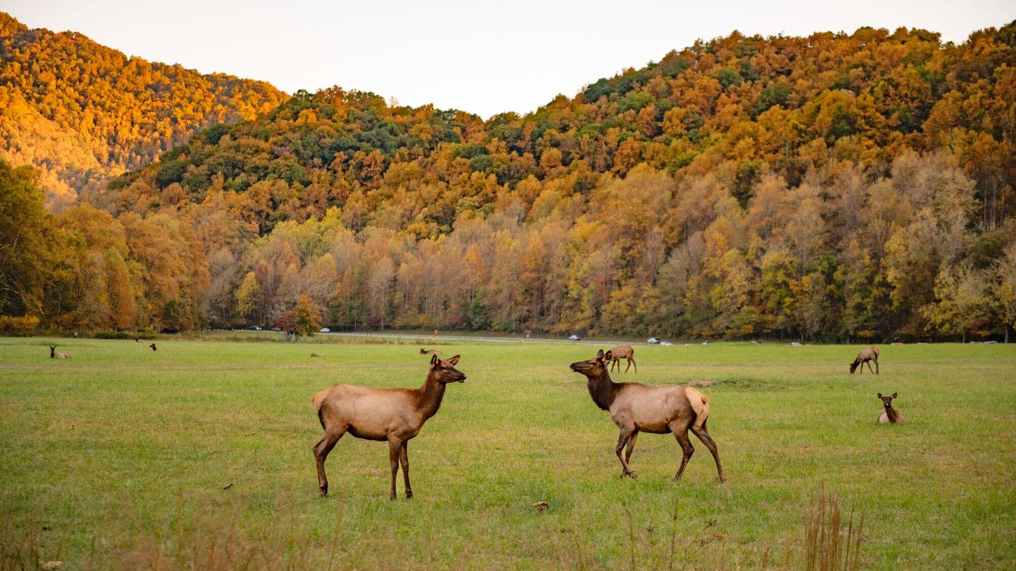 A group of elk graze and rest in a wide open meadow backed by a forest of vibrant fall foliage, with golden light casting a warm glow over the hills.