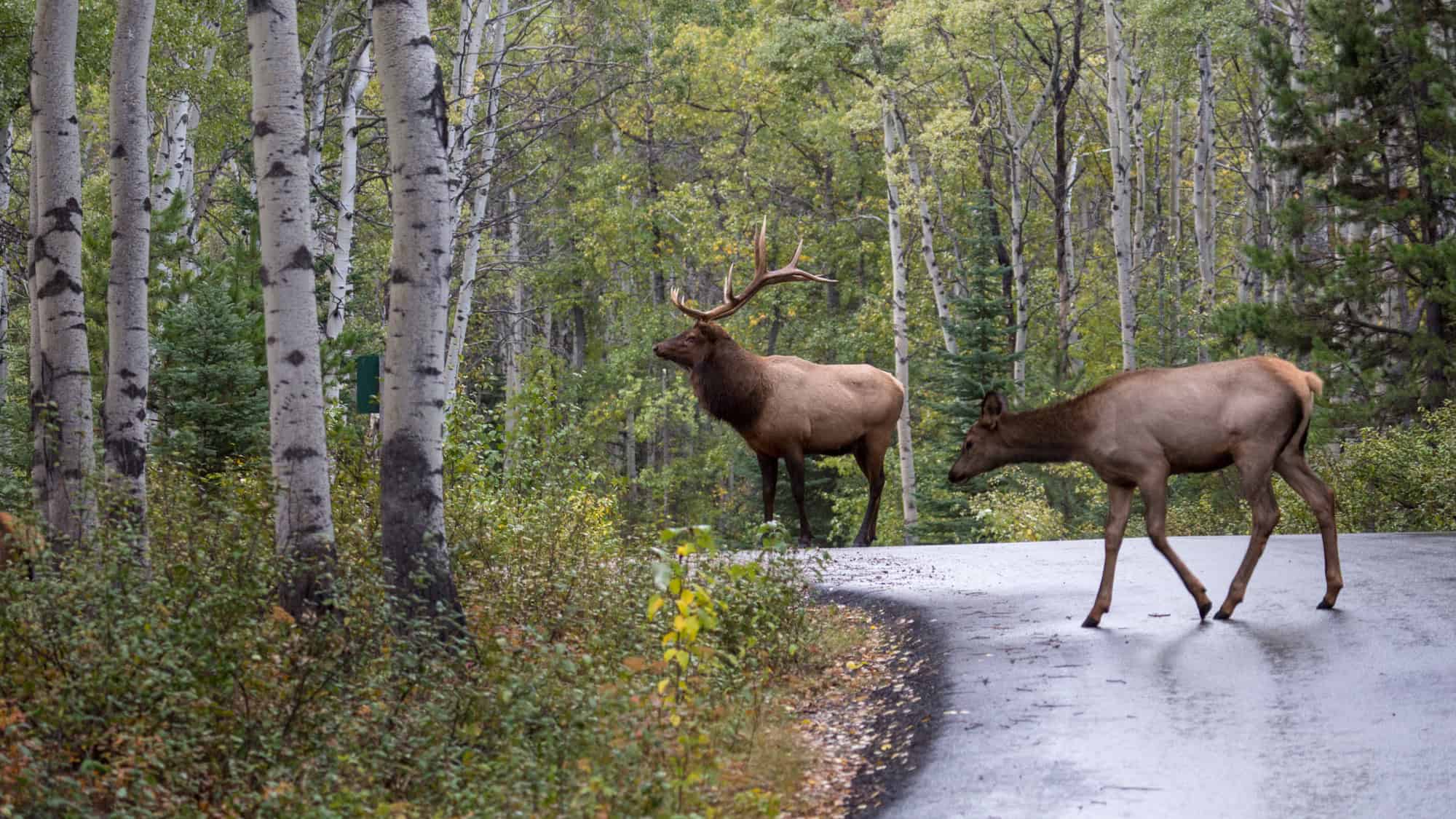 A large bull elk with impressive antlers and a cow elk cautiously cross a winding road through a dense forest of aspens and evergreens.