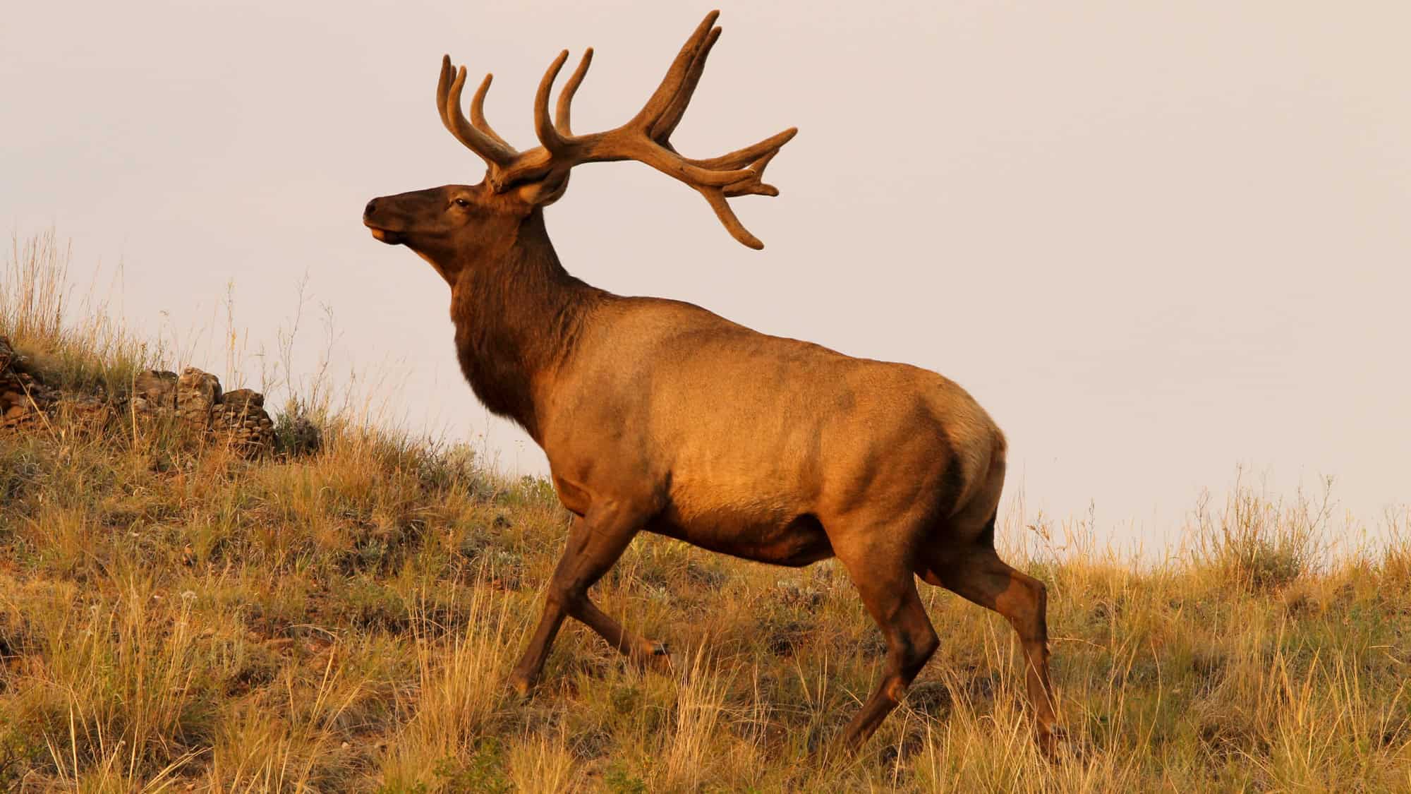 A dominant bull elk with a massive rack of antlers strides across a golden hillside, lit by warm evening light.