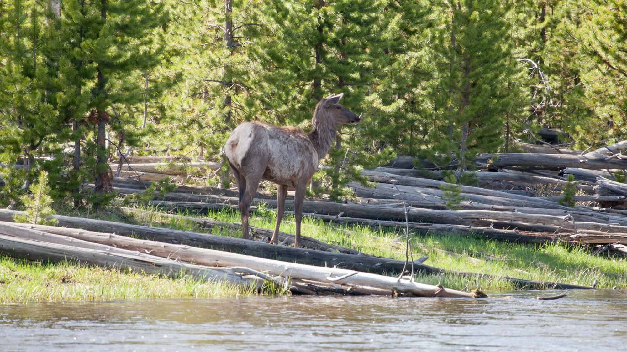 A shaggy elk stands near the edge of a river, partially in its spring molt, surrounded by felled logs and dense evergreen forest.