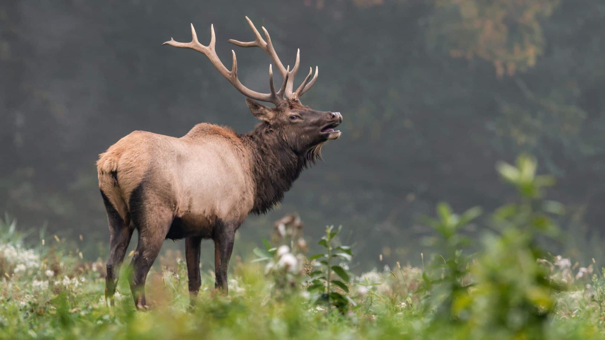 A large bull elk bugles with its mouth open and antlers raised, standing in a lush green field against a misty forest backdrop.