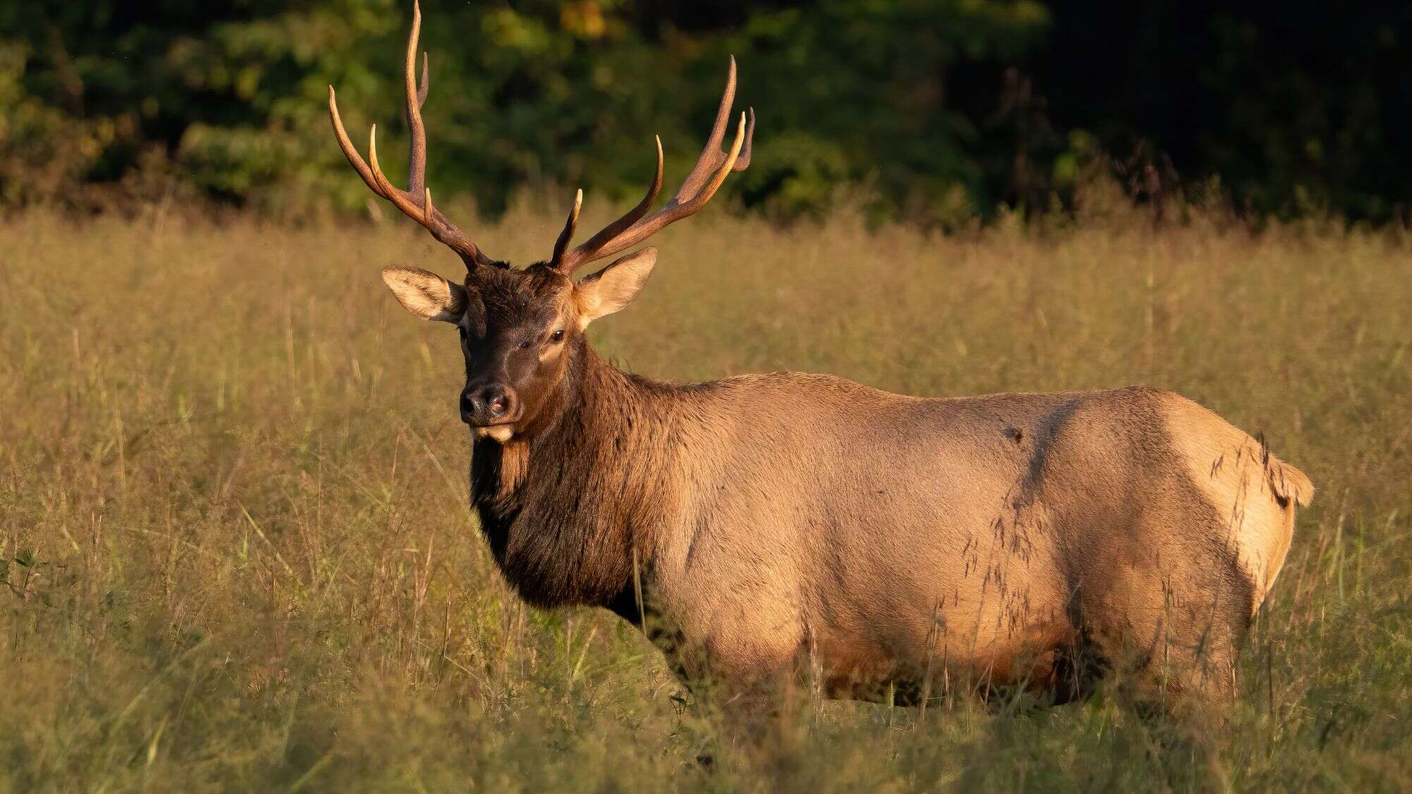 A bull elk looks directly at the camera, its fur glowing in warm evening sunlight as it stands in a tall, grassy field.