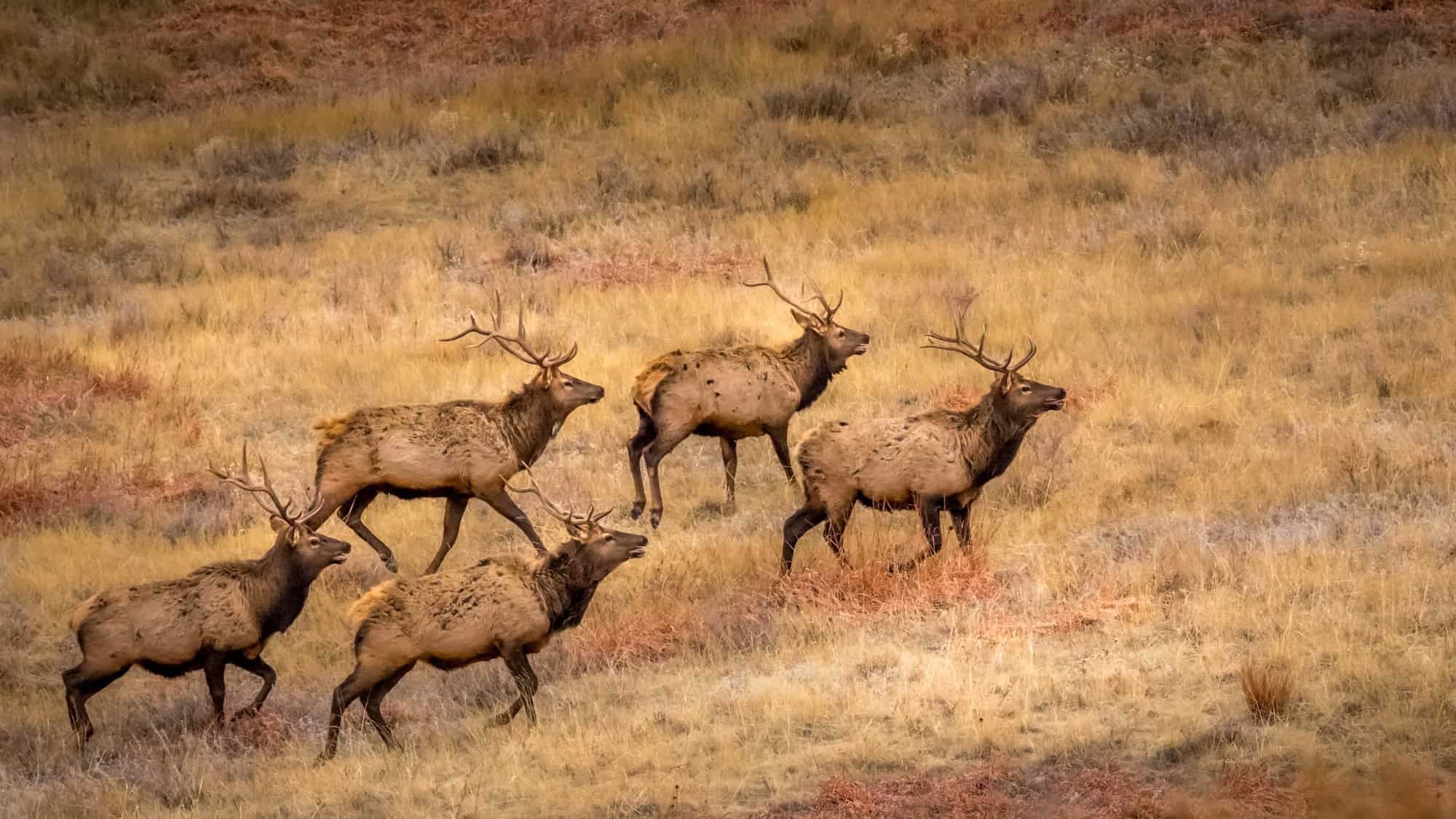 A group of five bull elk move in unison across a dry grassy slope, their thick antlers silhouetted against the warm-toned terrain.