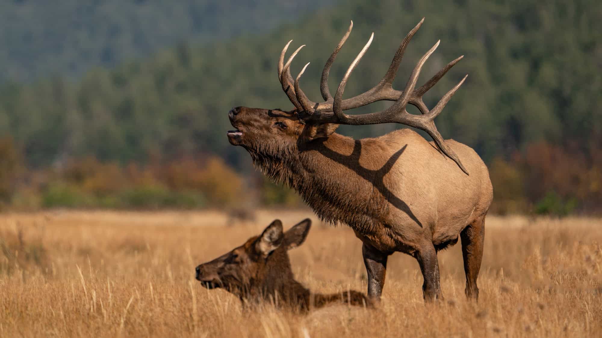 A bugling bull elk stands tall in a golden field beside a resting cow, with a blurred forest backdrop hinting at early autumn colors.