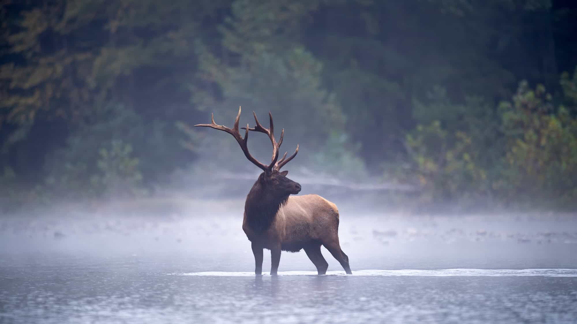 A bull elk with towering antlers stands still in a shallow, mist-covered river, surrounded by a dim, forested landscape.