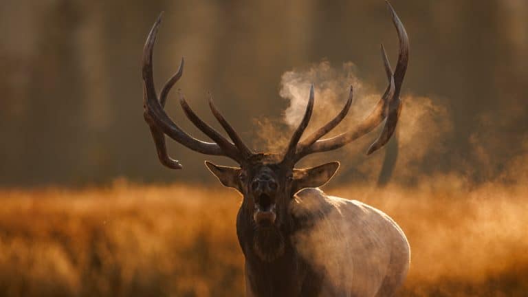 A dramatic head-on shot of a bull elk bugling in golden light, with visible puffs of breath rising into the crisp morning air.